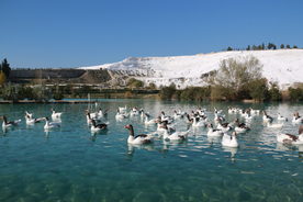 野鸭空山鸟语图片