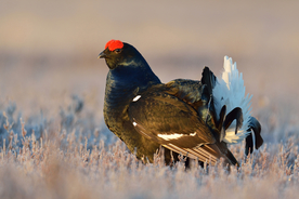 野鸡空山鸟语图片