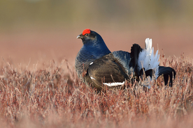 野鸡空山鸟语图片
