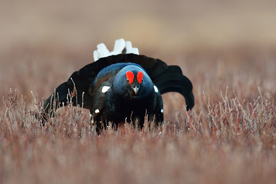 野鸡空山鸟语图片
