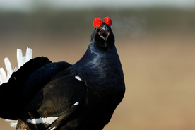 野鸡空山鸟语图片