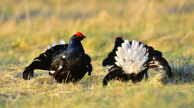 野鸡空山鸟语图片