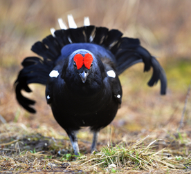 野鸡空山鸟语图片