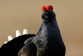野鸡空山鸟语图片