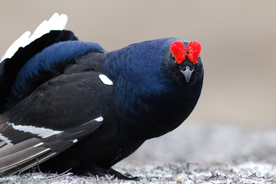 野鸡空山鸟语图片
