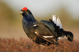 野鸡空山鸟语图片