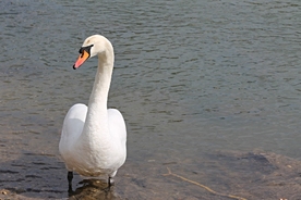 白天鹅空山鸟语图片
