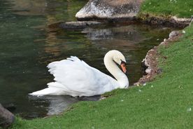 白天鹅空山鸟语图片