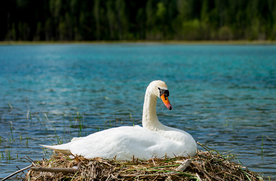 白天鹅空山鸟语图片