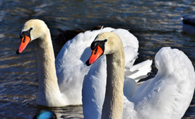 白天鹅空山鸟语图片