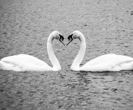 白天鹅空山鸟语图片