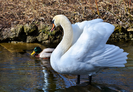 白天鹅空山鸟语图片