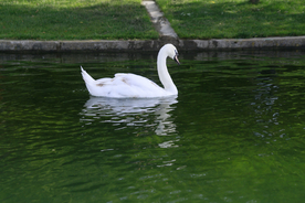 白天鹅空山鸟语图片