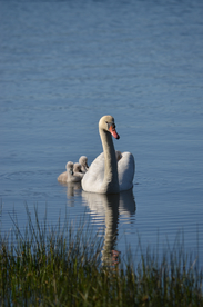 白天鹅空山鸟语图片