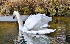 白天鹅空山鸟语图片