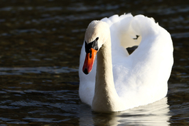 白天鹅空山鸟语图片