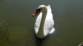 白天鹅空山鸟语图片