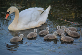白天鹅空山鸟语图片