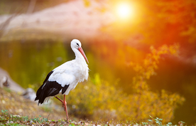 白鹤空山鸟语图片