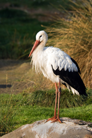 白鹤空山鸟语图片