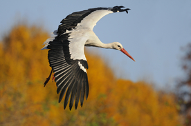 白鹤空山鸟语图片