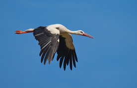 白鹤空山鸟语图片