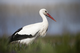 白鹤空山鸟语图片