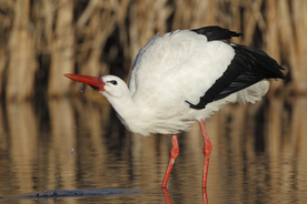 白鹤空山鸟语图片