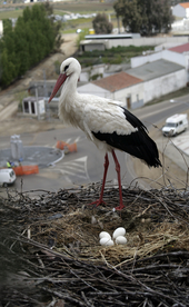 白鹤空山鸟语图片