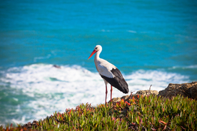 白鹤空山鸟语图片