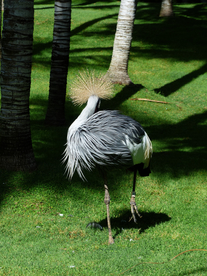 丹顶鹤空山鸟语图片