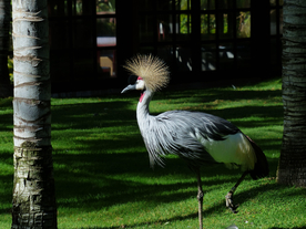 丹顶鹤空山鸟语图片