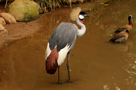 丹顶鹤空山鸟语图片