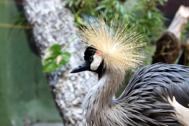 丹顶鹤空山鸟语图片