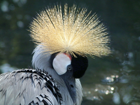 丹顶鹤空山鸟语图片