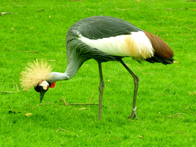 丹顶鹤空山鸟语图片