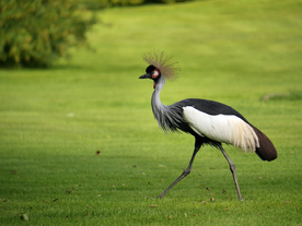 丹顶鹤空山鸟语图片
