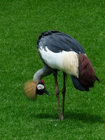 丹顶鹤空山鸟语图片