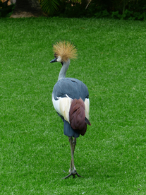 丹顶鹤空山鸟语图片