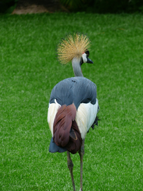 丹顶鹤空山鸟语图片