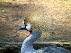 丹顶鹤空山鸟语图片