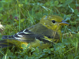 黄鹂空山鸟语图片