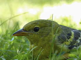 黄鹂空山鸟语图片