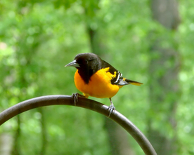 黄鹂空山鸟语图片