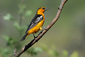 黄鹂空山鸟语图片