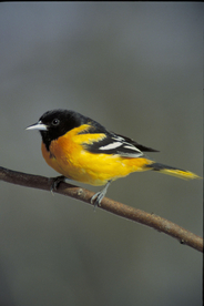 黄鹂空山鸟语图片