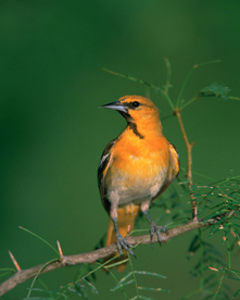 黄鹂空山鸟语图片