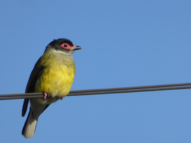黄鹂空山鸟语图片