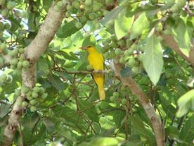 黄鹂空山鸟语图片