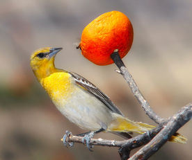 黄鹂空山鸟语图片